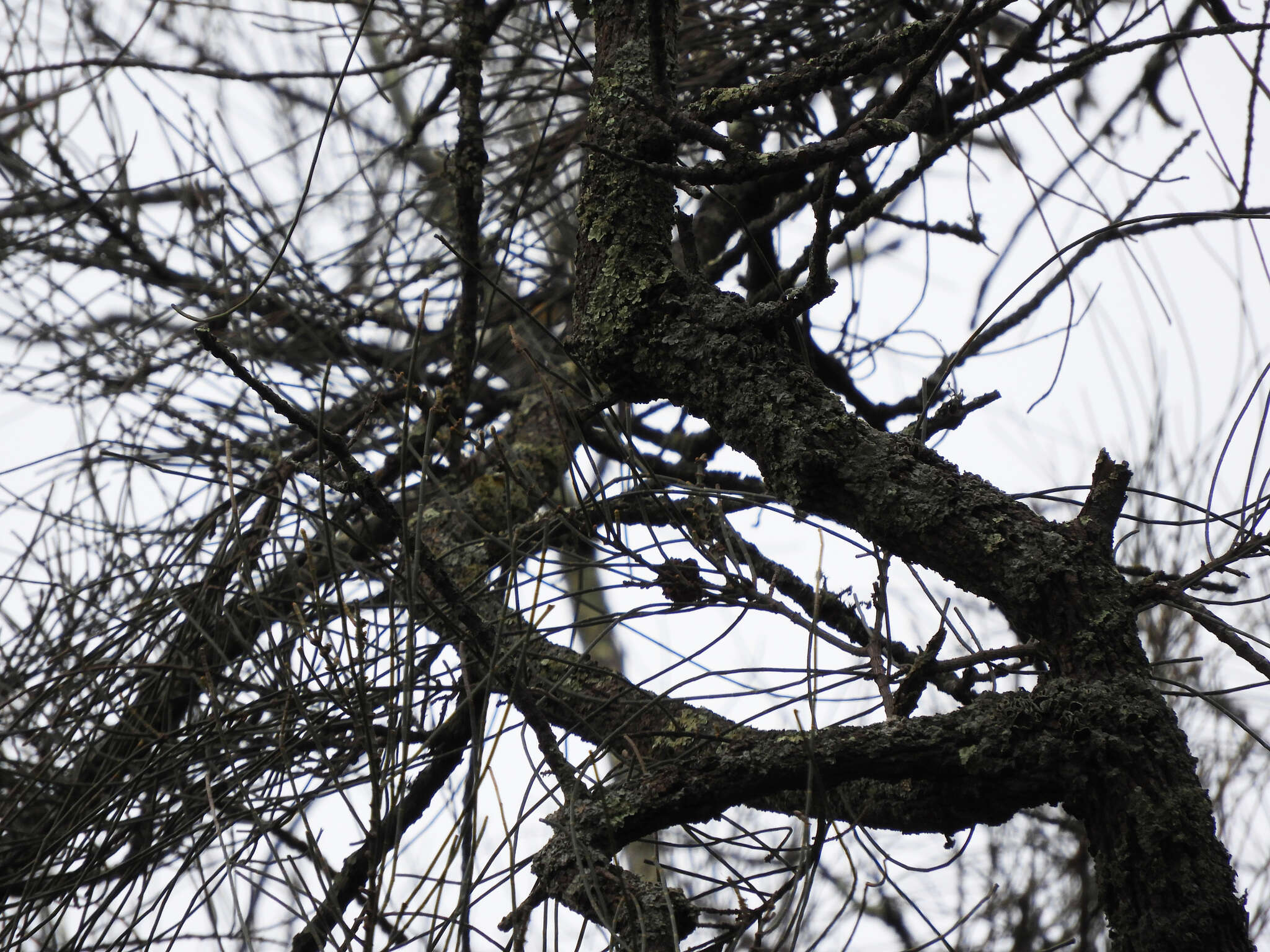 Image of bull-oak