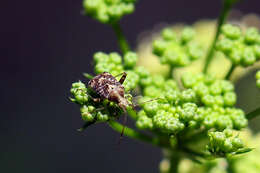 Image of Australian Crop Mirid