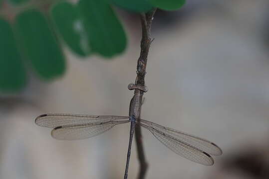 Image of Emerald Spreadwing