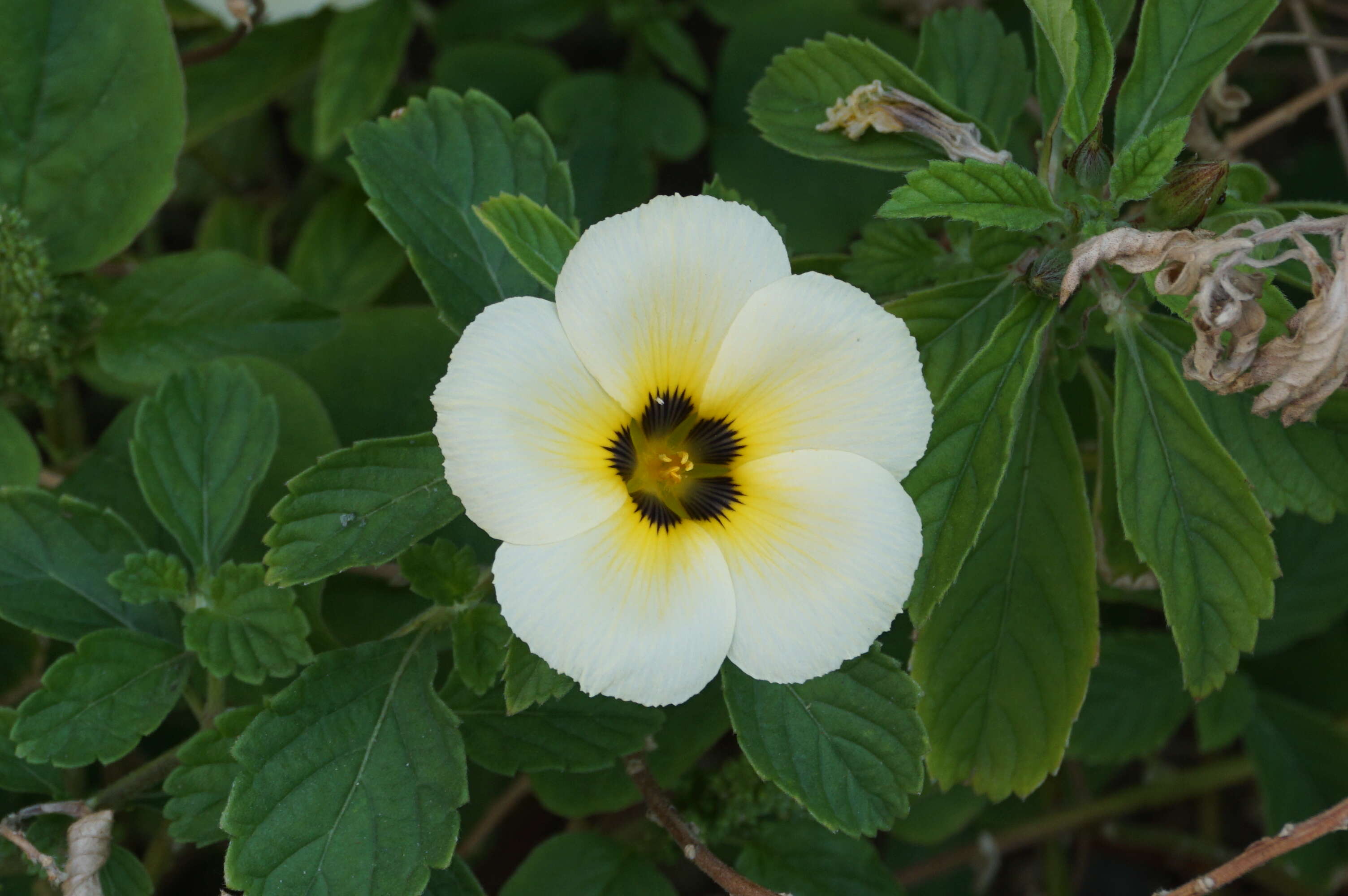 Image of Politician's Flower