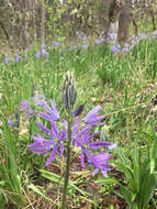 Imagem de Camassia leichtlinii subsp. suksdorfii (Greenm.) Gould