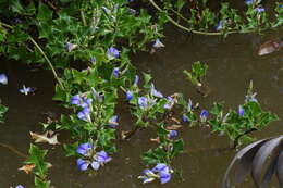 Image of Holy Mangrove