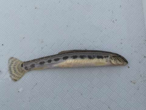 Image of Spined loach