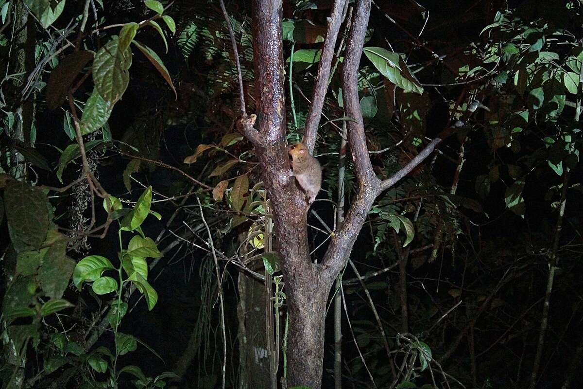 Image of Brown Mouse Lemur