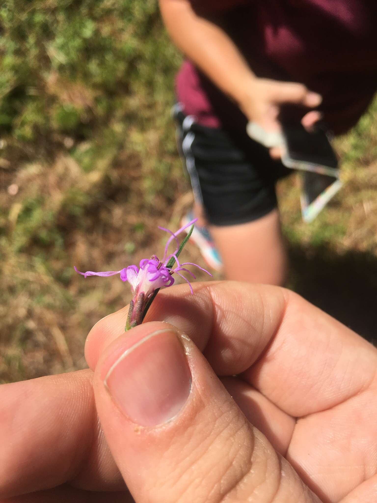 Image of grassleaf gayfeather