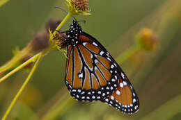 صورة Danaus (Anosia) gilippus Cramer 1775