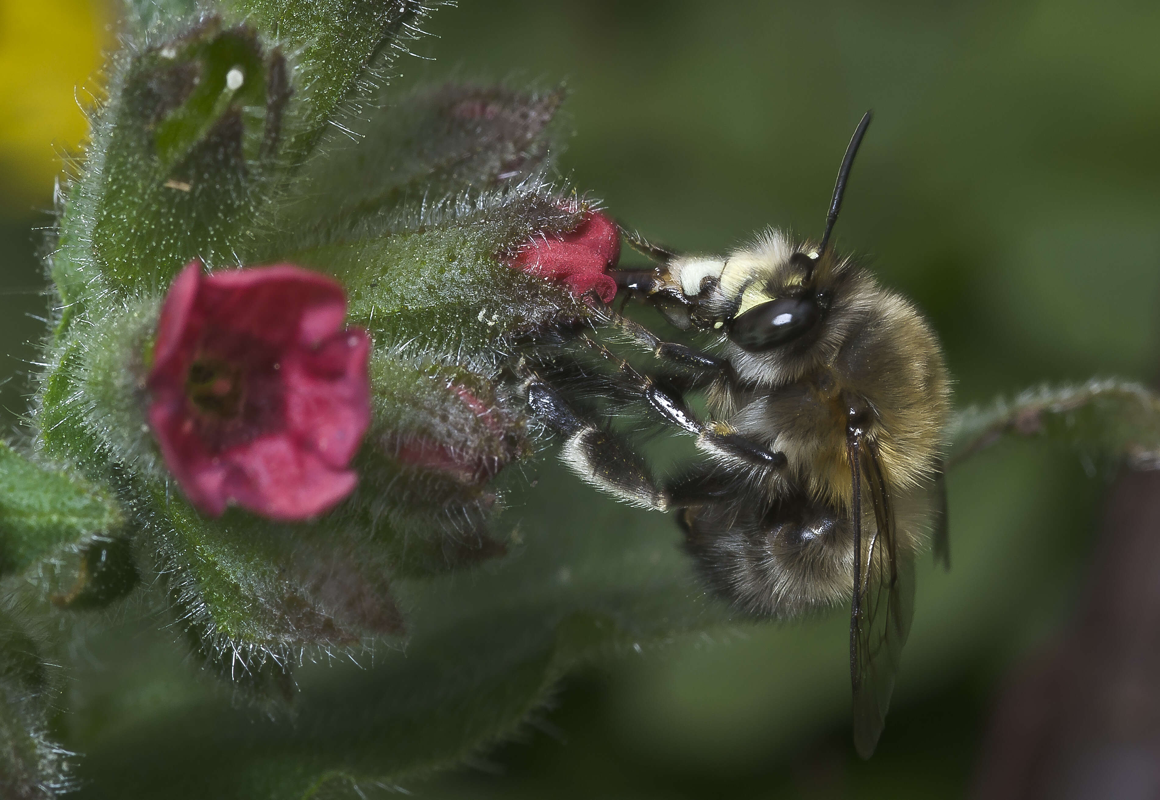 Image of Lungwort