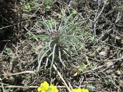 Image of Erysimum flavum (Georgi) Bobrov