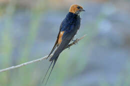 Cecropis abyssinica (Guérin-Méneville 1843) resmi