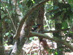 Image of Melanesian Flycatcher