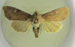 Image of scarce brindle