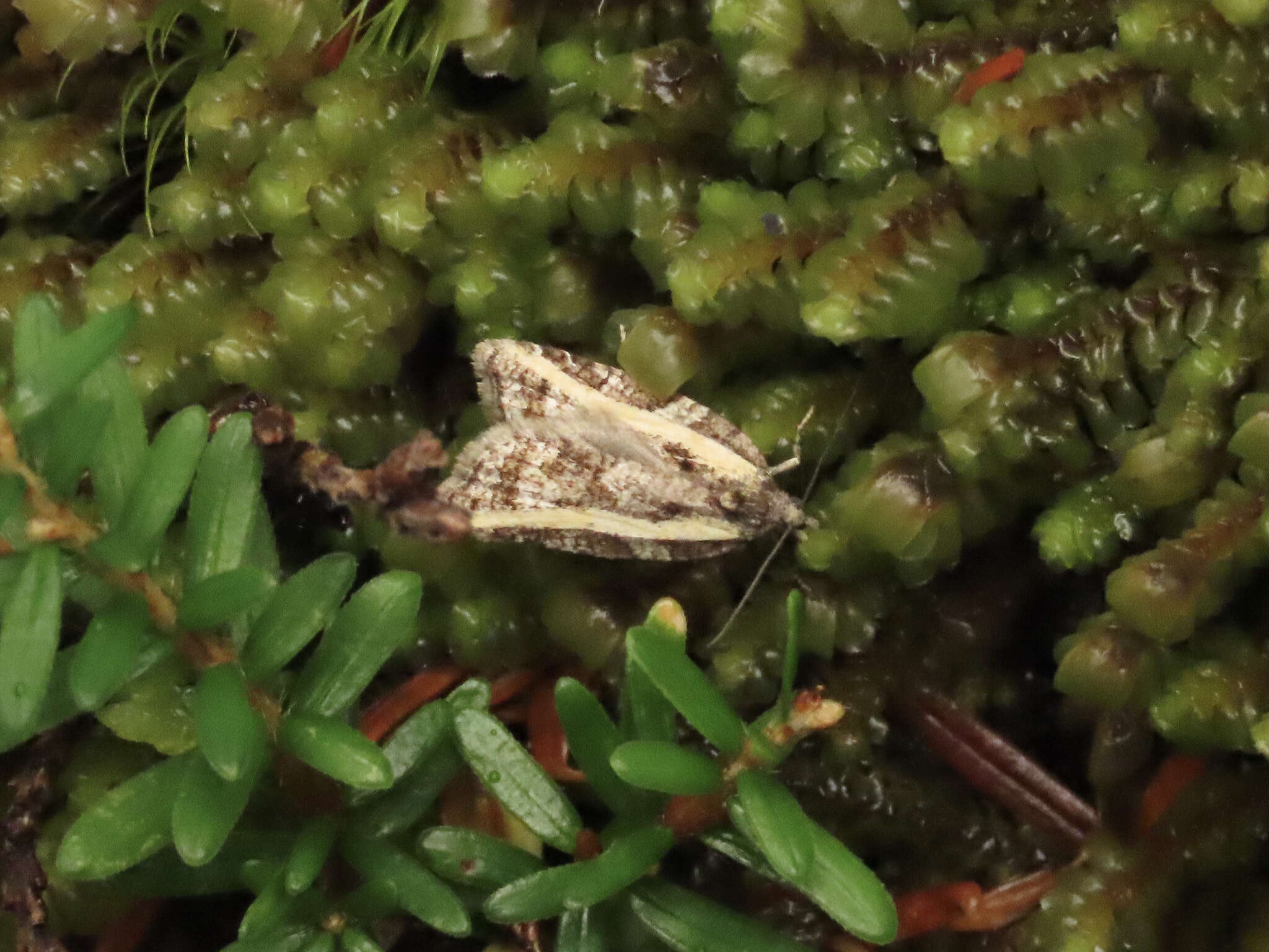 Imagem de Acleris gloveranus Walsingham 1879