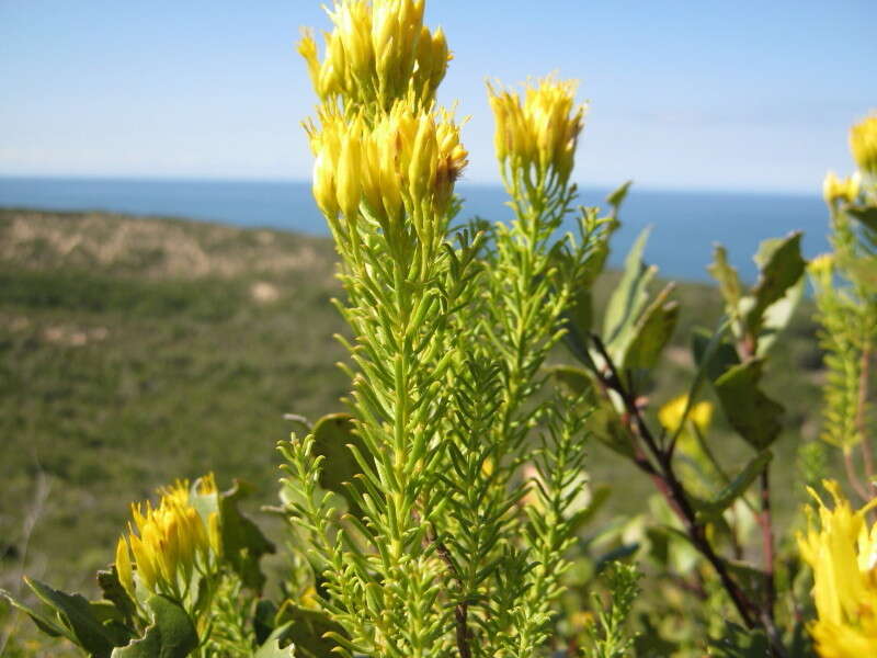 Image of Pteronia uncinata DC.