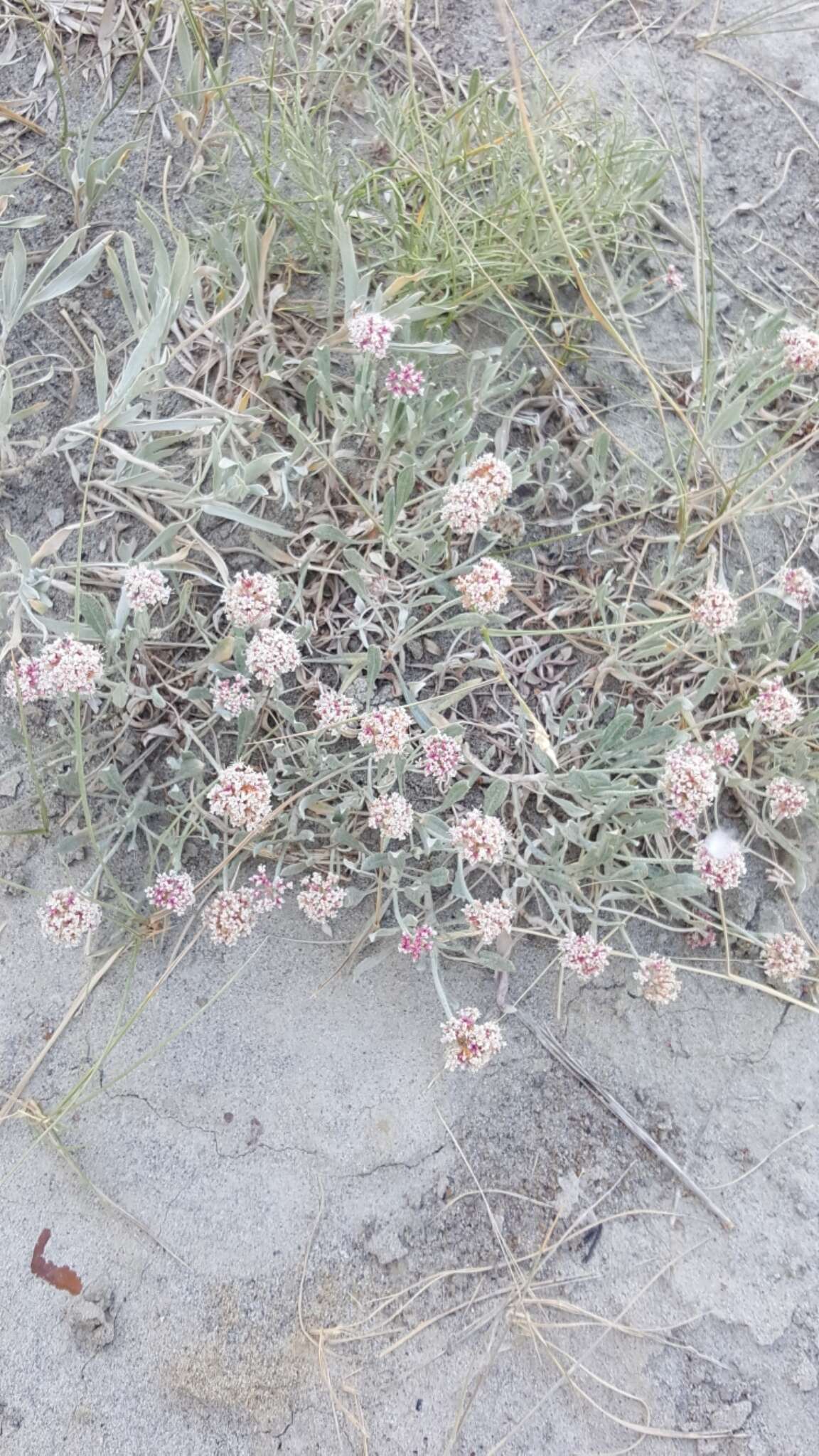 Image of fewflower buckwheat