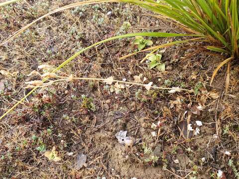 Image of Blackstonia grandiflora (Viv.) Pau