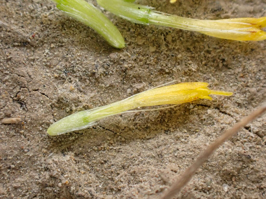 Image of meager pygmydaisy