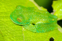 Image of Bumpy Glassfrog