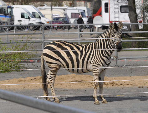 Image of Grant's zebra