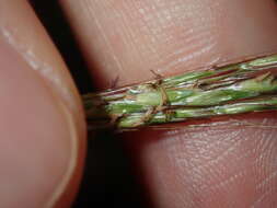 Image of Bothriochloa macra (Steud.) S. T. Blake