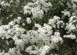 Olearia resmi