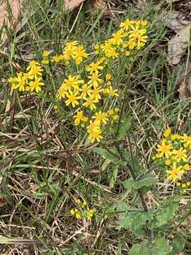 Image of Senecio subcanescens (DC.) Compton