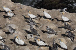 Image of Australasian Gannet