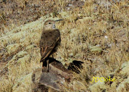 Image of Slender-billed Miner