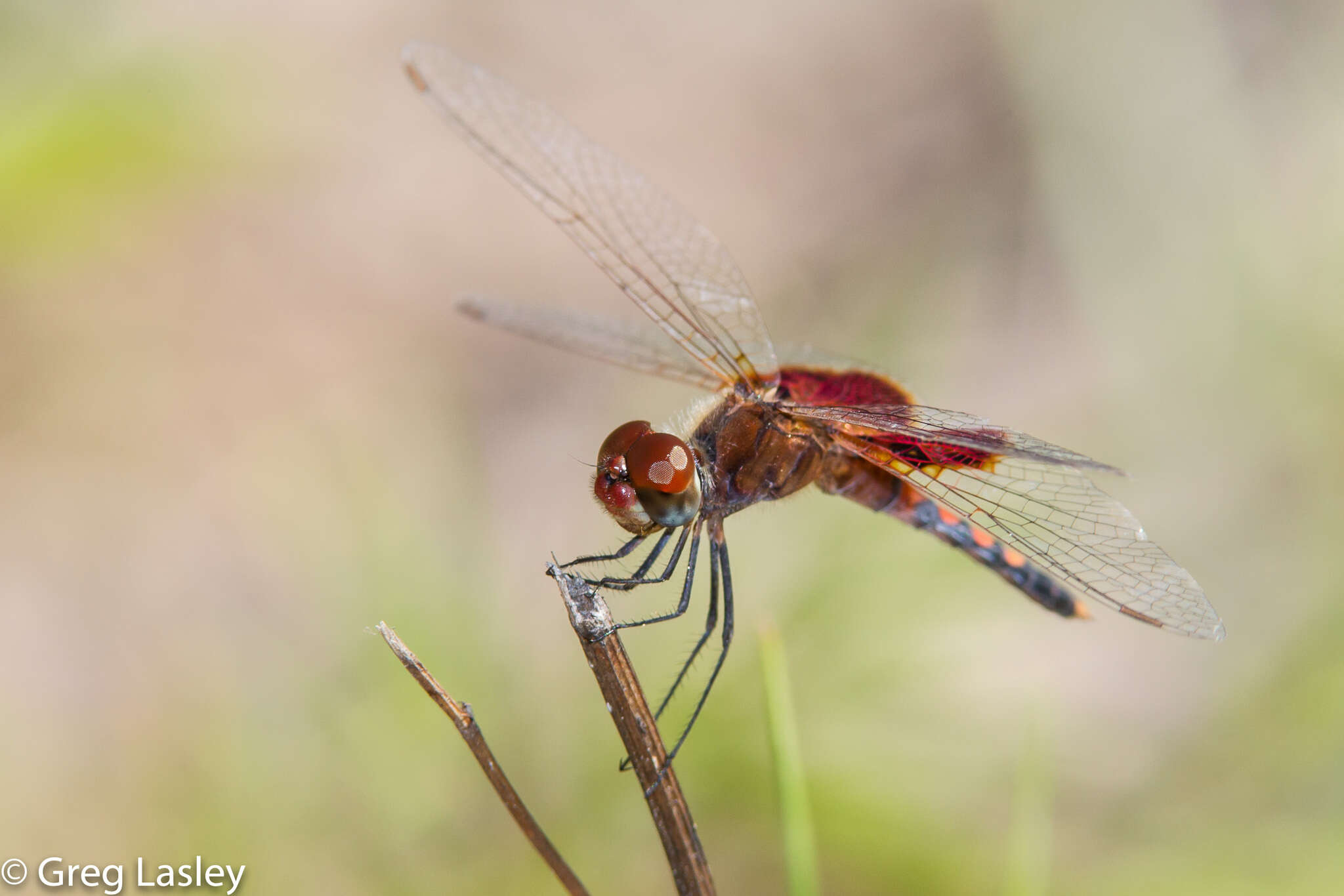 Imagem de Celithemis amanda (Hagen 1861)