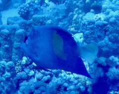 Image of Halfmoon Angelfish