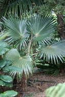 Pritchardia minor Becc.的圖片