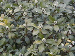 Imagem de Skimmia