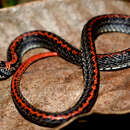 Image of Perkin's Short-headed Snake