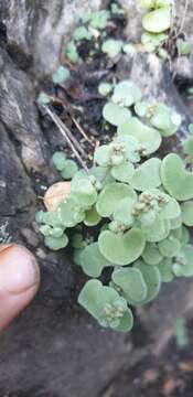 Image of Crassula saxifraga Harv.