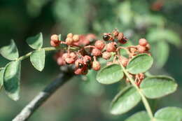 Image of Prickly-ash