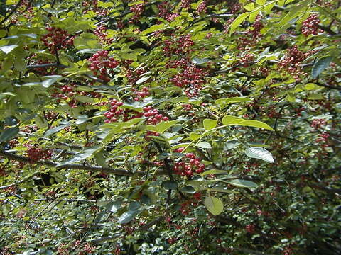 Image of Prickly-ash