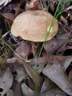 Boletus vermiculosoides A. H. Sm. & Thiers 1971的圖片