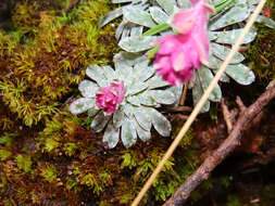 Sivun Saxifraga porophylla Bertol. kuva