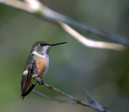 Image of Calliphlox Boie & F 1831