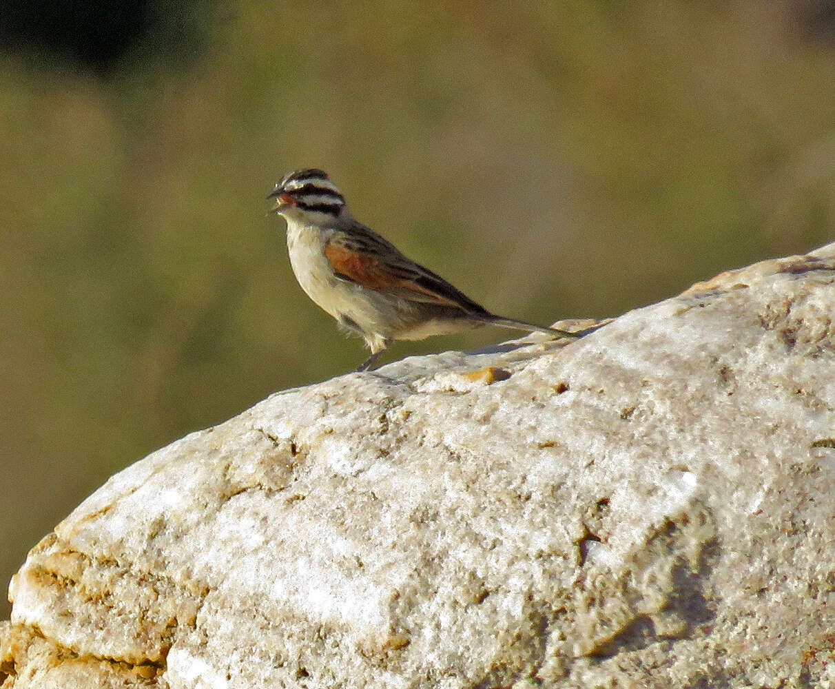 Image of Cape Bunting