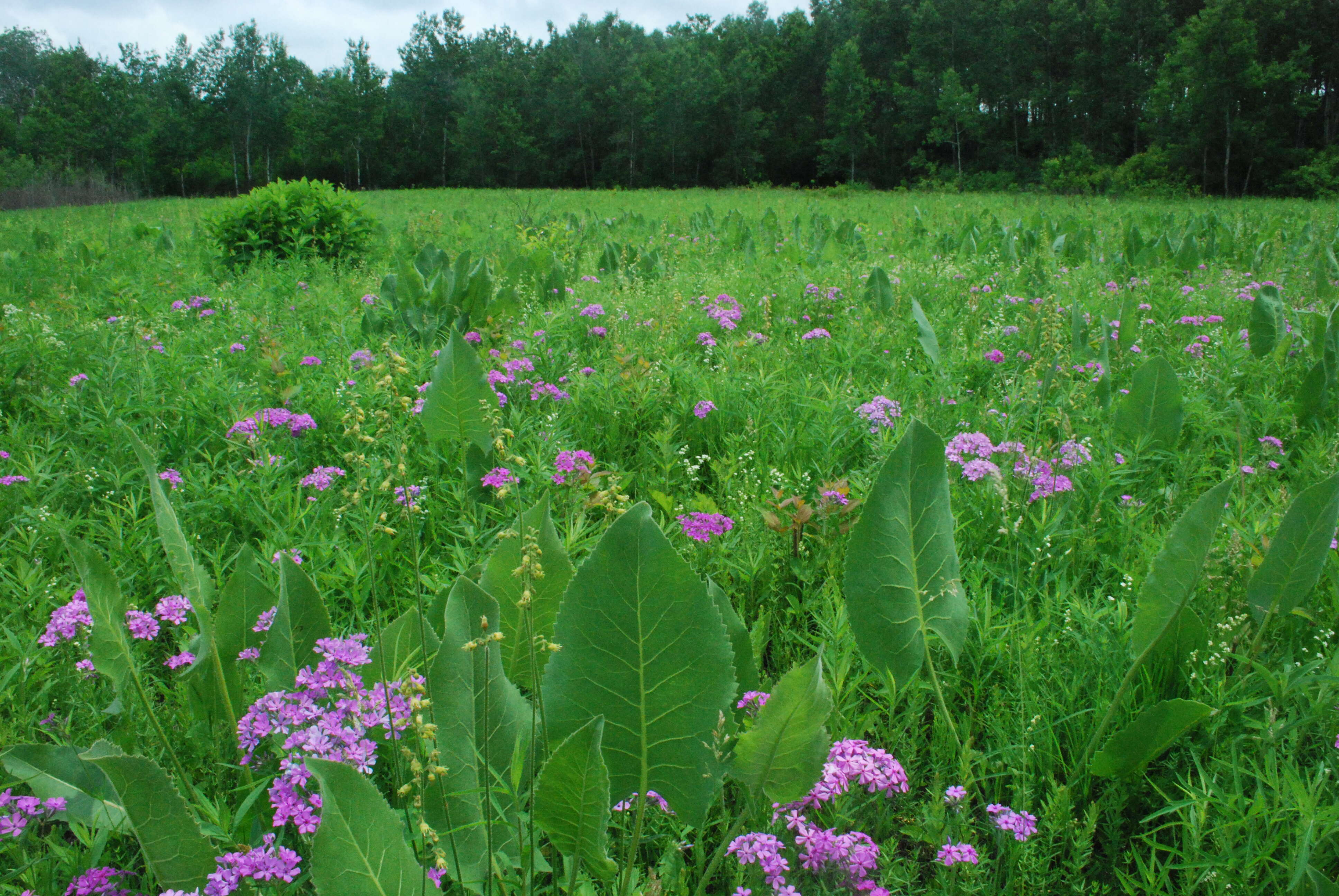 Sivun Phlox pilosa L. kuva