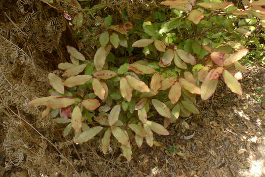 Image of Pseudowintera colorata (Raoul) Dandy