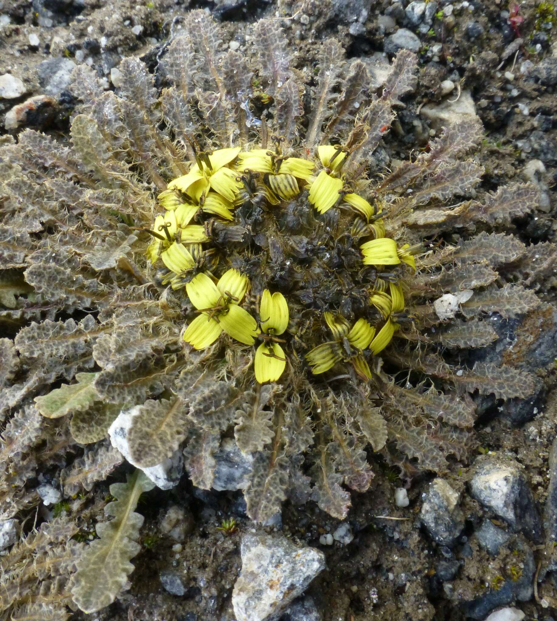 Image of Soroseris pumila Stebbins