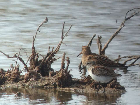 Image of Western Sandpiper