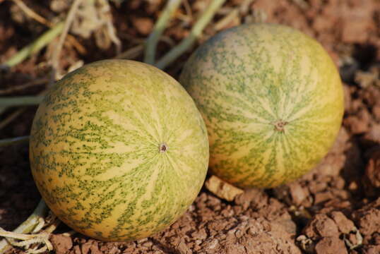 Image of gooseberry gourd