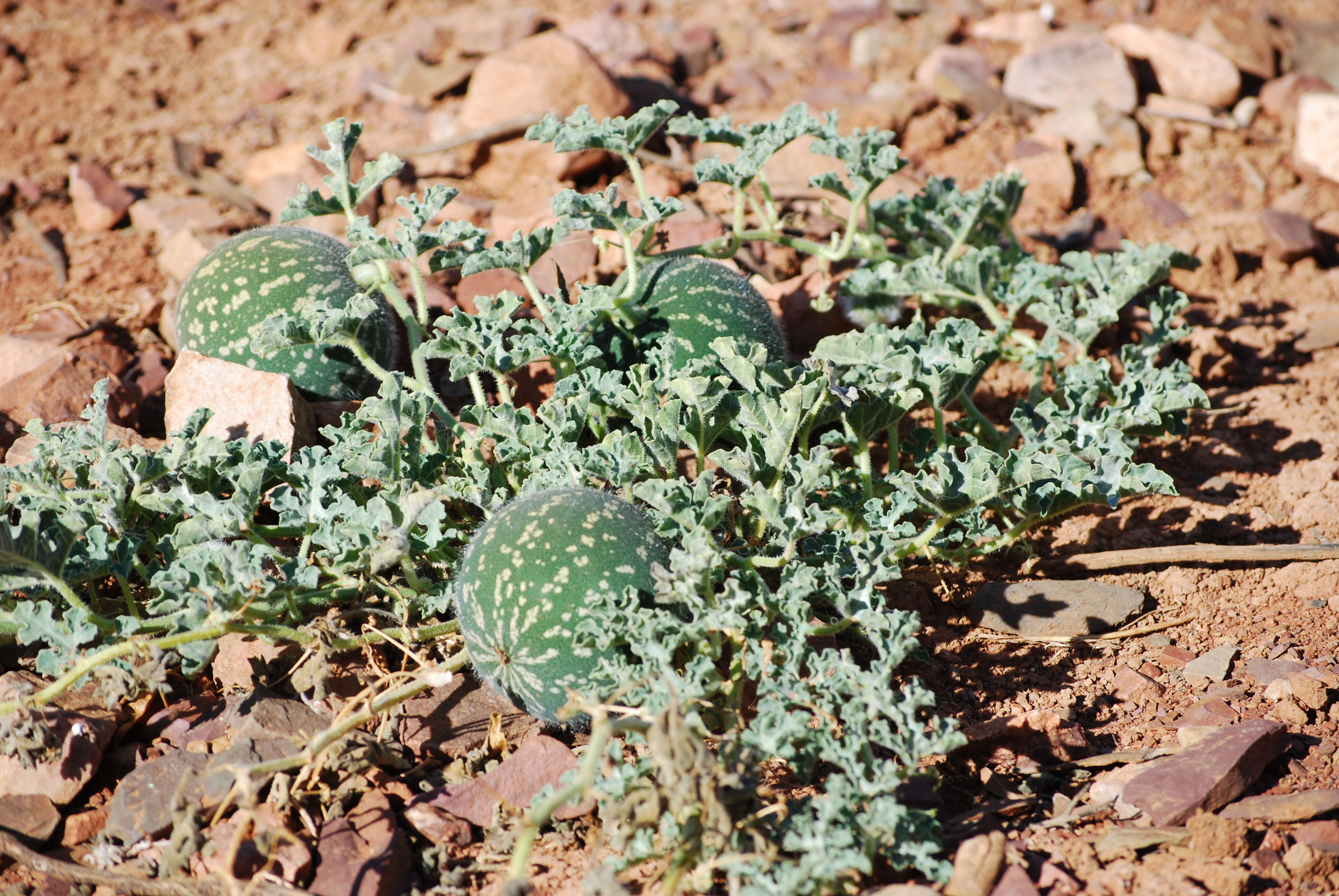 Imagem de Cucumis myriocarpus Naudin