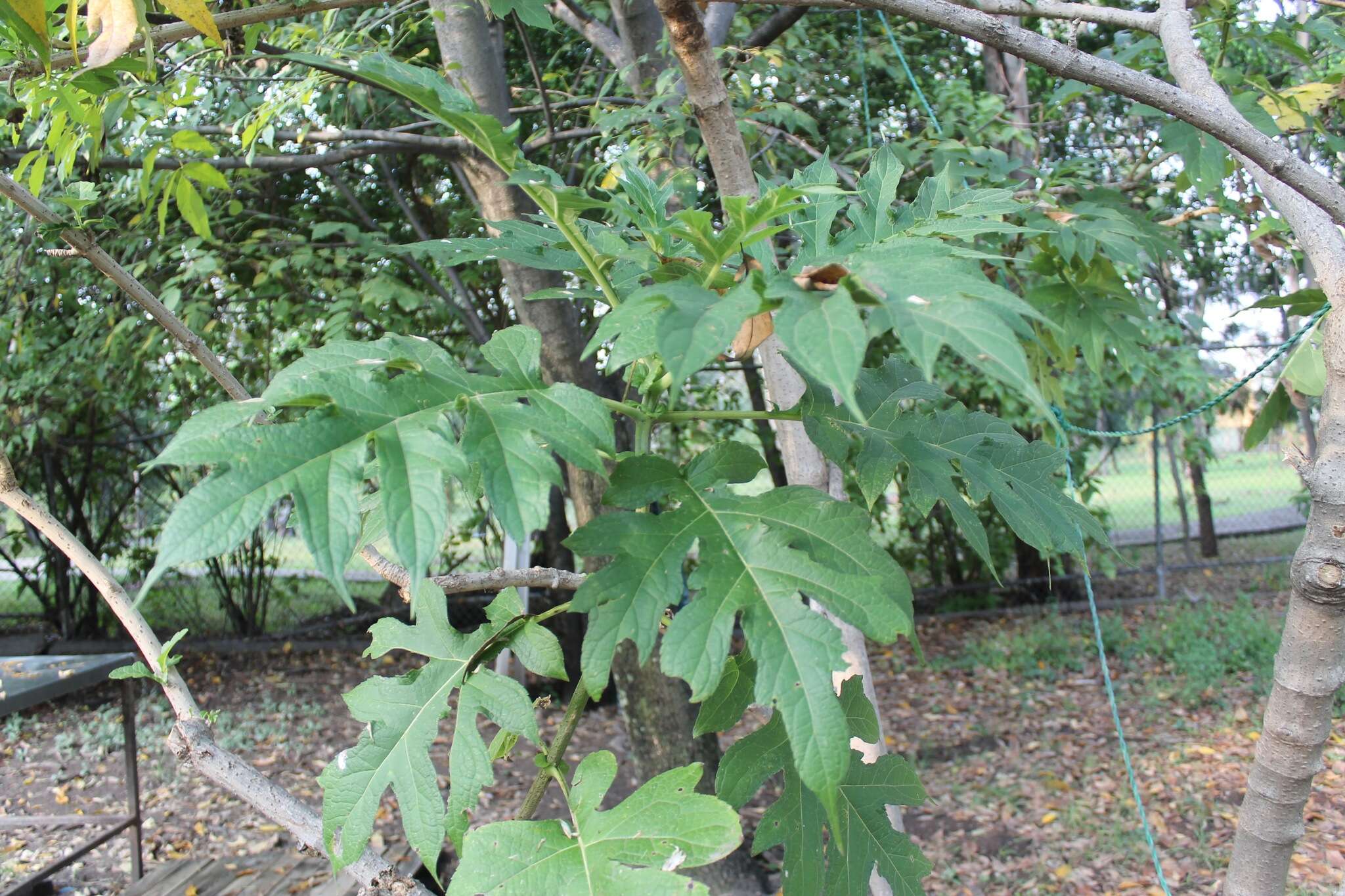 Image of Daisy tree