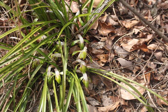 Image de Cymbidium goeringii (Rchb. fil.) Rchb. fil.