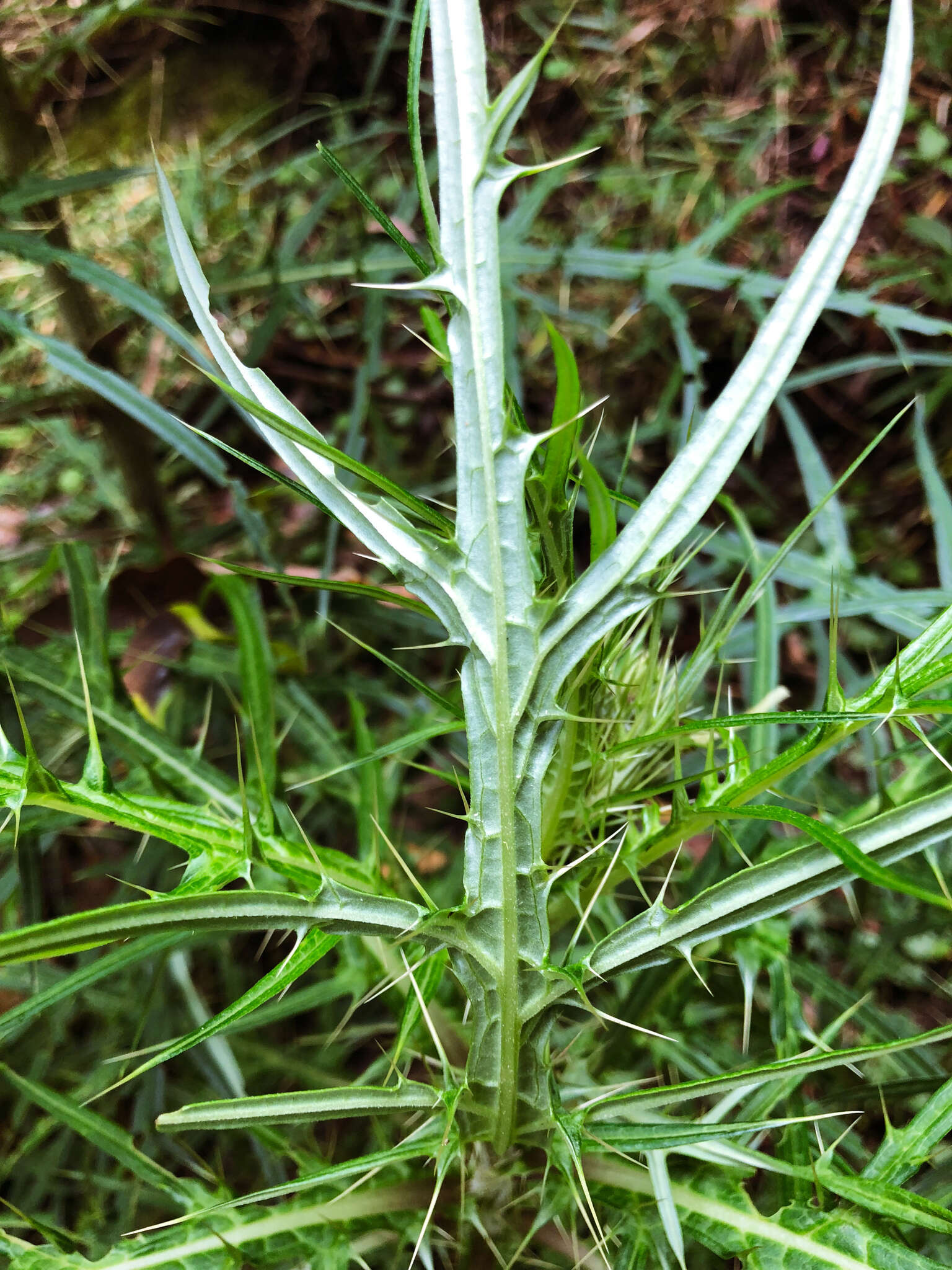 Imagem de <i>Cirsium tatakaense</i>