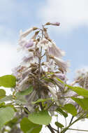 Image of paulownia