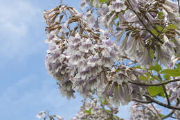 Image of paulownia